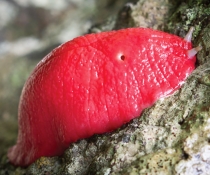 Giant pink slug Triboniophorus aff. graeffei Dawsons Spring Nature Trail Mt Kaputar National Park.