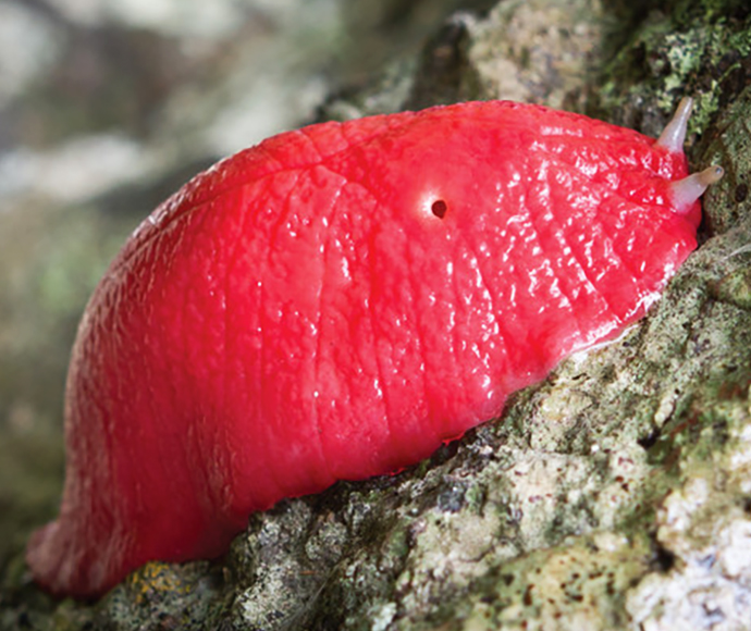 Giant pink slug Triboniophorus aff. graeffei Dawsons Spring Nature Trail Mt Kaputar National Park.