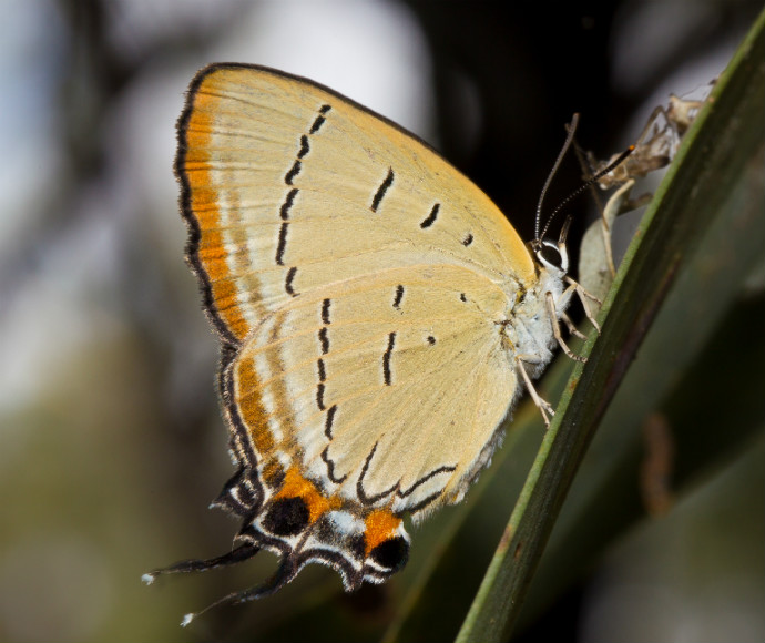 Pale imperial hairstreak butterfly (Jalmenus eubulus), critically endangered in NSW