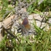 Purple copper butterfly (Paralucia spinifera)