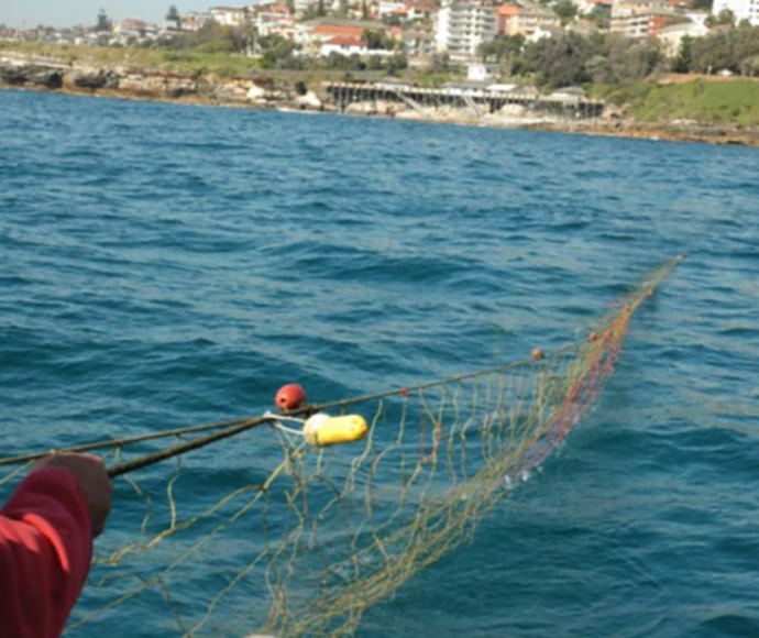 Department of Primary Industries contractor setting a shark net at Coogee Beach, as part of the Shark Meshing Bather Protection Program