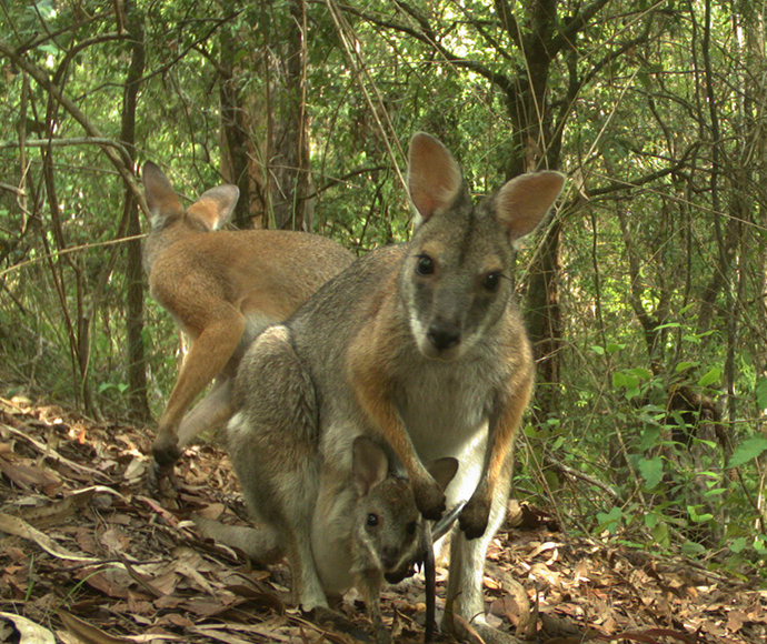 Family of black striped wallabies (Macropus dorsalis) with joey in pouch, Richmond Range