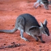 Bridled Nailtailed Wallaby or Flashjack Onychogalea fraenata, marsupial macropod