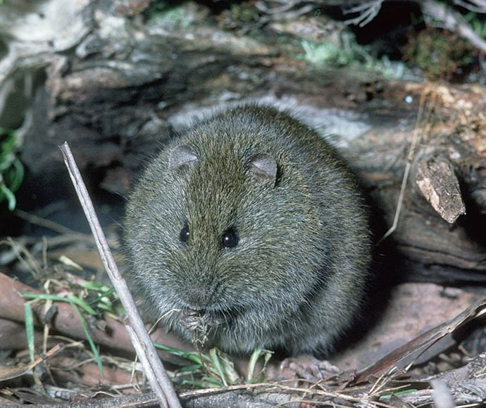 Broad-toothed rat (Mastacomys fuscus)