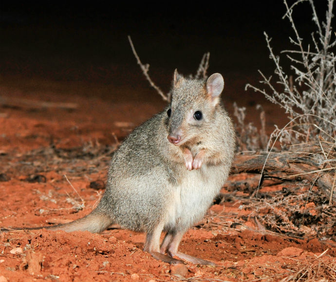 Kangaroos, wallabies, pademelons, bettongs and potoroos | NSW Environment  and Heritage