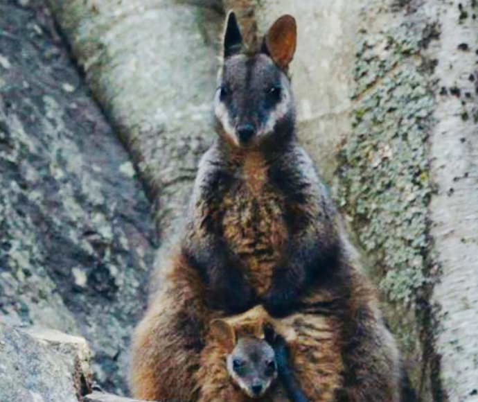 Brush-tailed rock-wallaby (P. penicillata)