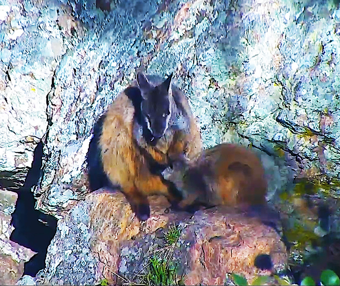 Rock-wallaby (Petrogale) cam