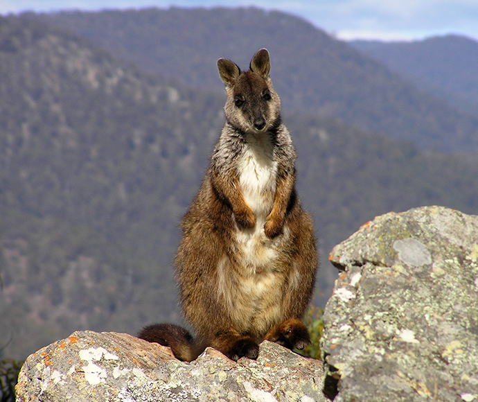 Brush-tailed rock-wallaby (Petrogale penicillata)