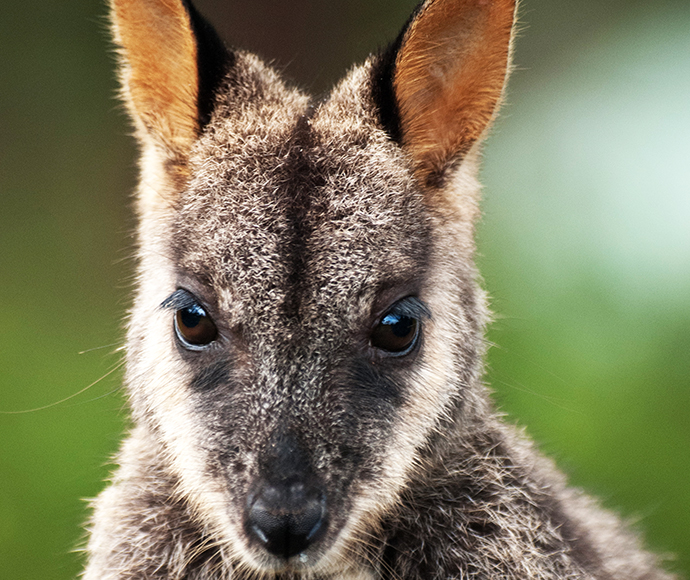 Ring-tailed Wallaby Sitting Over the Grass Stock Photo - Image of aussie,  neck: 161308524