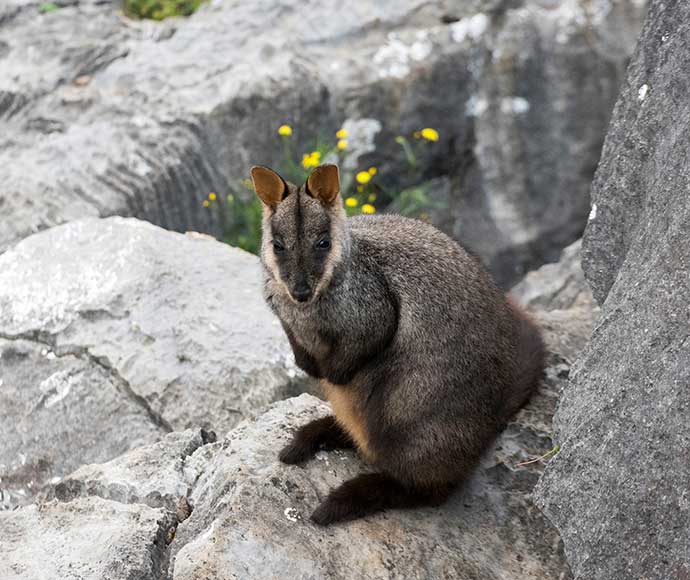 Brush-tailed rock-wallaby (Petrogale penicillata) at Jenolan Caves