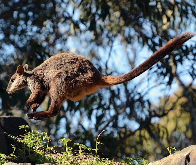 Brush-tailed rock-wallaby (Petrogale penicillata) in mid leap