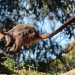 Brush-tailed rock-wallaby (Petrogale penicillata) in mid leap
