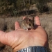 Common dunnart (Sminthopsis murina)