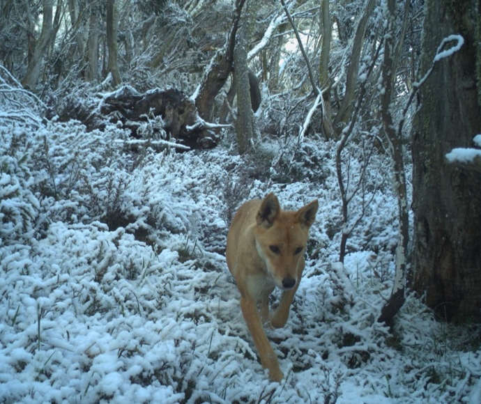 National park monitoring captures a dingo