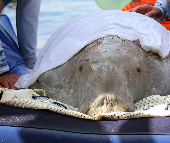 Marine mammal experts assessing the health of the Merimbula dugong (Dugong dugon) during the relocation operation