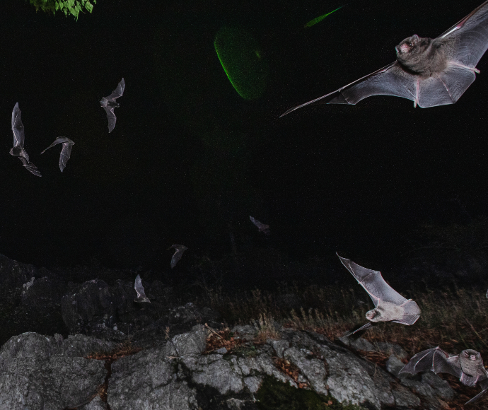 Eastern bentwing-bats (Miniopterus orianae oceanensis)