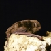 Eastern bentwing-bat (Miniopterus schreibersii oceanensis)