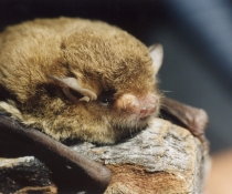Close-up photograph of a short-snouted bat with pale golden fur and naked ears jutting out