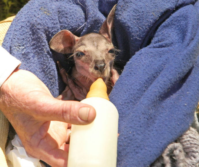Many wildlife carer groups welcome people with the time and dedication to care for sick or injured native animals