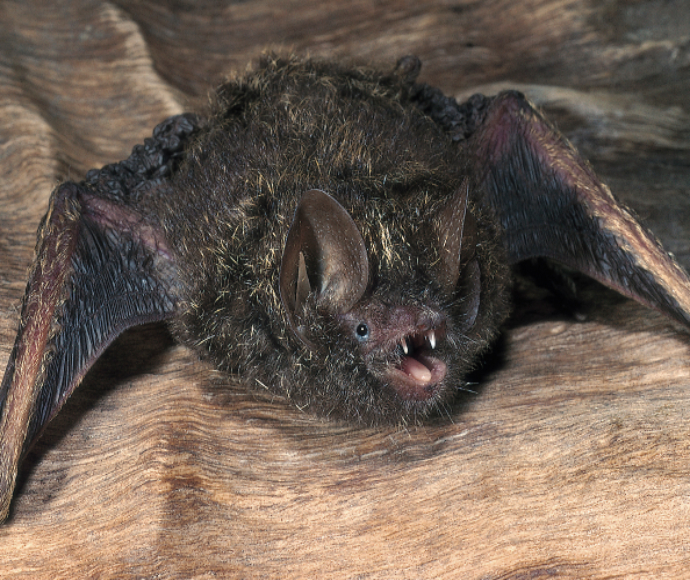 Golden-tipped bat (Kerivoula papuensis)