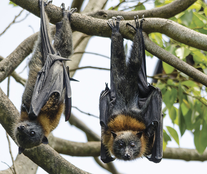 Grey-headed flying foxes (Pteropus poliocephalus) in trees