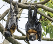 Grey-headed flying foxes (Pteropus poliocephalus) in trees