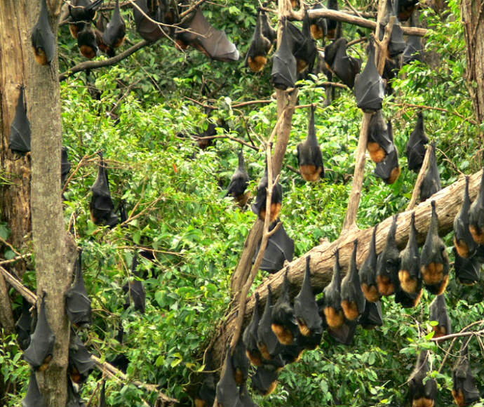 Grey-headed flying-foxes (Pteropus poliocephalus), colony roosting