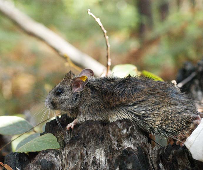Hastings River mouse (Pseudomys oralis)