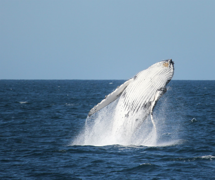 Humpback whale (Megaptera novaeangliae) breaching, vulnerable species