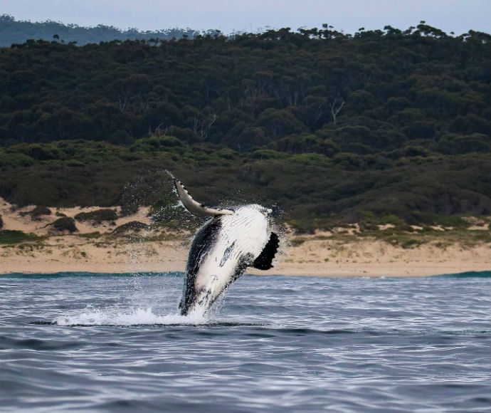 Humpback whale (Megaptera novaeangliae), breaching near Conjola National Park