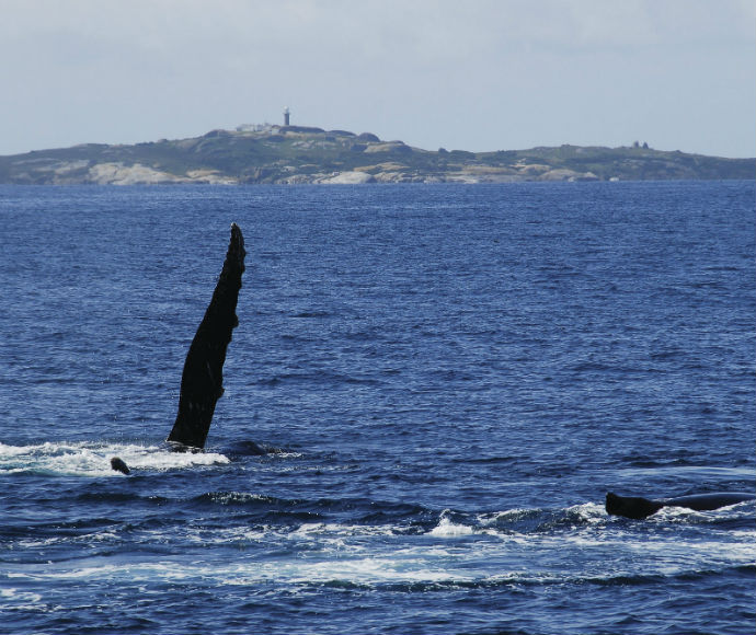 Humpback whale (Megaptera novaeangliae) near Montague Island Nature Reserve