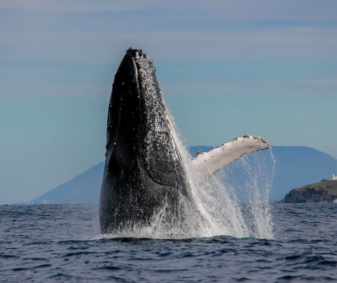 Humpback whale (Megaptera novaeangliae) off Sea Acres National Park