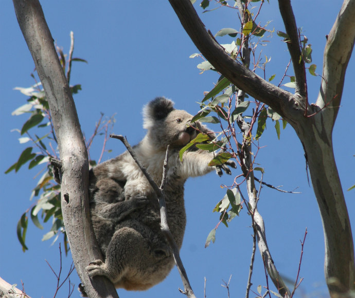 Koala habitat | NSW Environment and Heritage