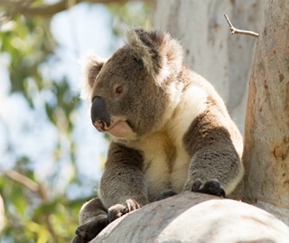 Koala  NSW Environment and Heritage