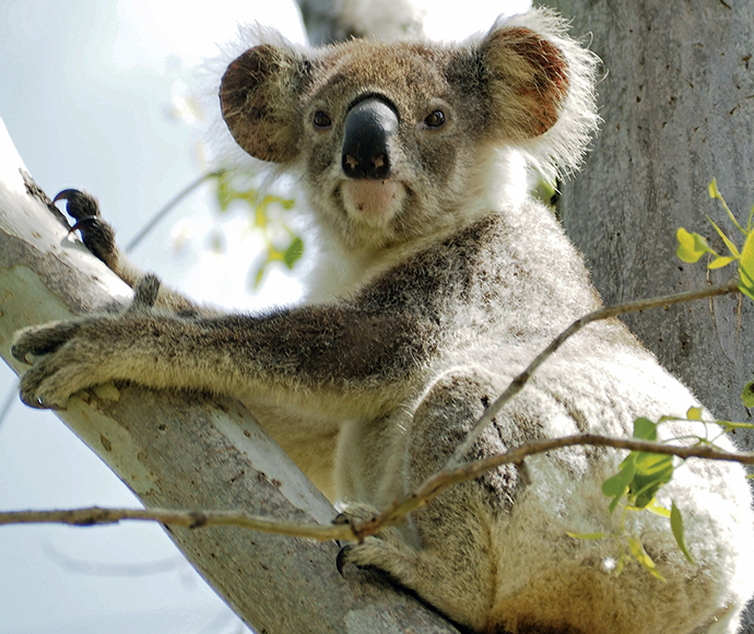 Young koala (Phascolarctos cinereus) in Red Rum Forest, Lismore