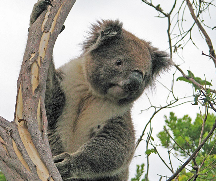 Habitat boost for Northern Rivers koalas