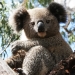 Koala (Phascolarctos cinereus)