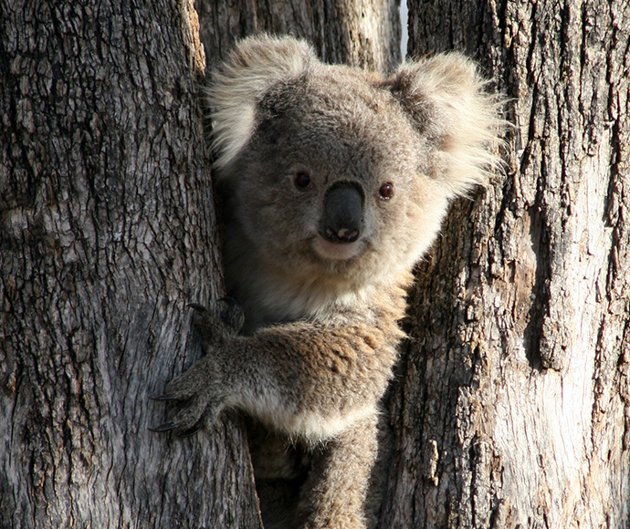 Koala, Phascolarctos cinereus 