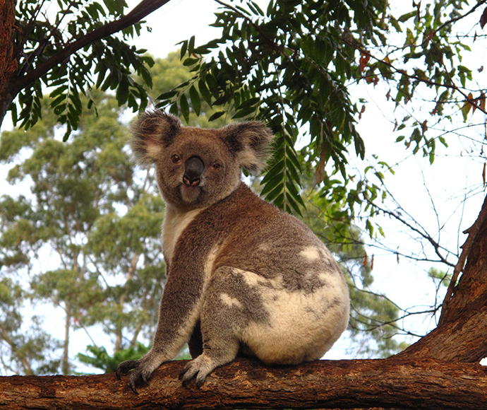 Koala (Phascolartos cinereus) sitting on a branch