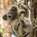 Koala holding onto tree branch looking down.