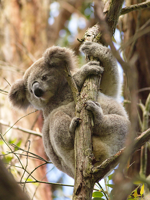 Koala holding onto tree branch looking down.