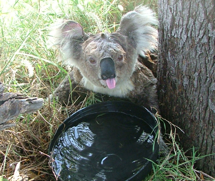 Distressed female koala (Phascolarctos cinereus) drinking water during a heatwave, Gunnedah research centre