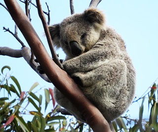 Koala (Phascolarctos cinereus), Heathcote National Park