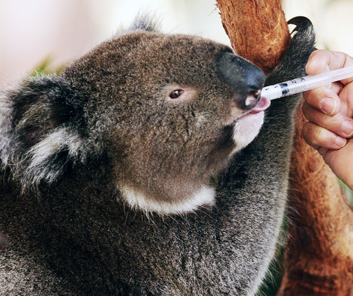 Koala at the Koala Hospital, Port Macquarie. Arboreal herbivorous marsupial native to Australia.