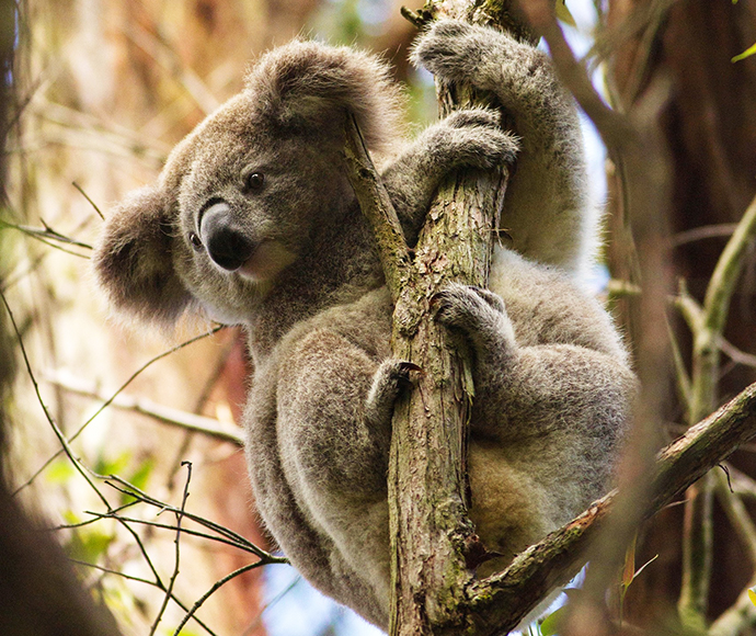Koala (Phascolarctos cinereus), south west Sydney