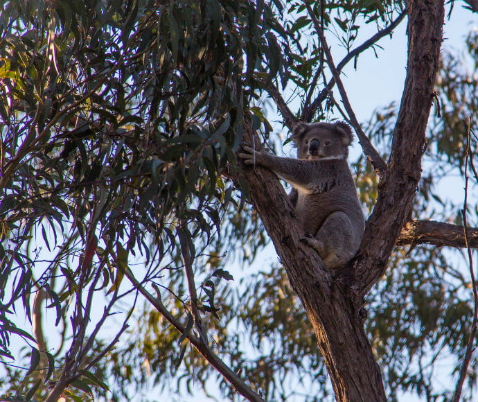 Koala (Phascolarctos cinereus) in a tree, Southern Highlands
