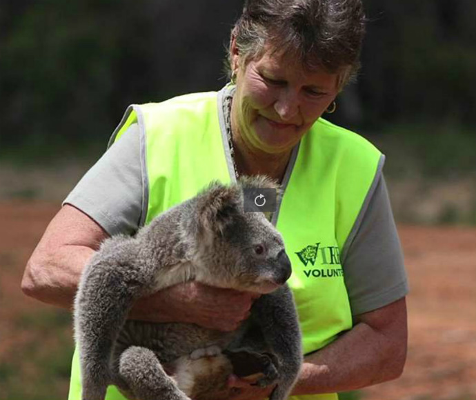 Volunteer nursing koala (Phascolarctos cinereus), Cudgen Nature Reserve