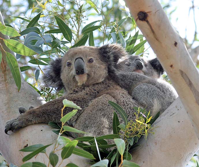 Koala (Phascolarctos cinereus) with joey