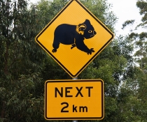 Koala Road sign
