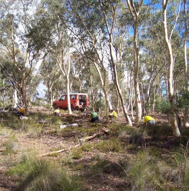 Off road vehicle and people doing a koala survey in Kybeyan 